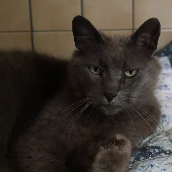 Hercule