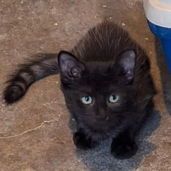 Darius