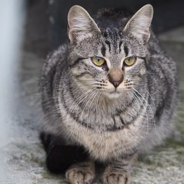 Lilou