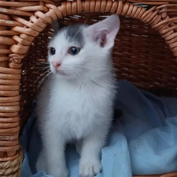 Toupie