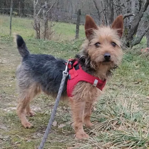 Ewok