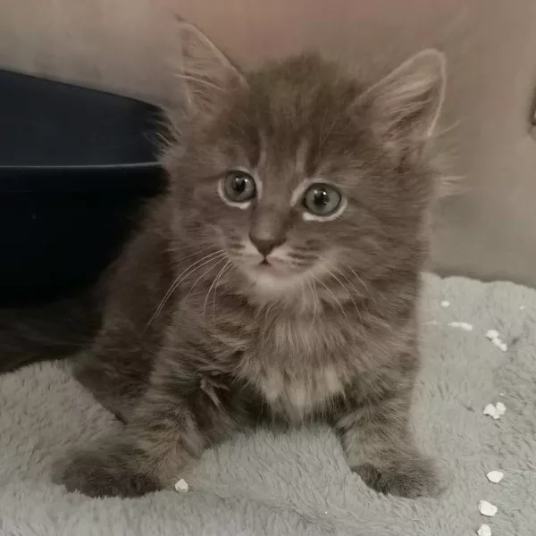 Jet