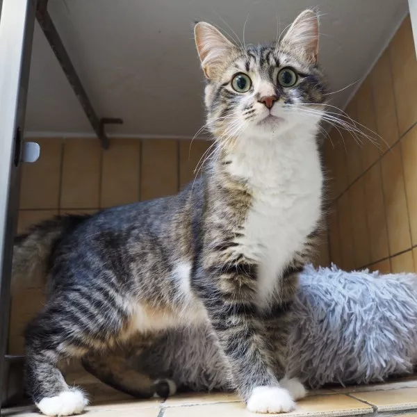 Ulysse