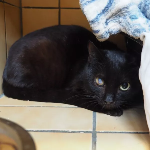 Bibi