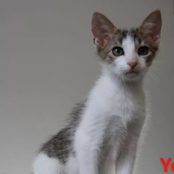 Yoda  - Nous Ne Prenons Plus De Demandes Pour Ce Chat