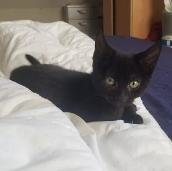 Diego