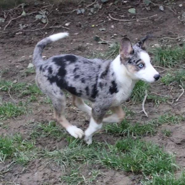 Sheyko