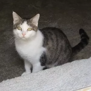 Mabelle