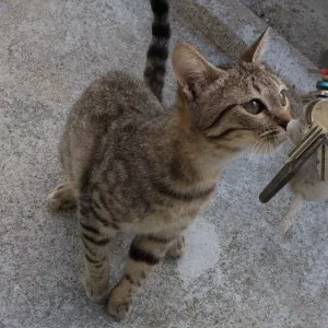 Ulina