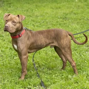 Chico