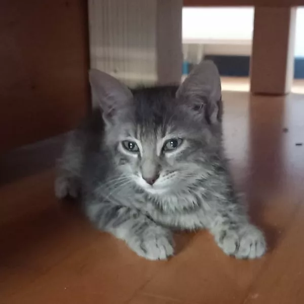 Tom