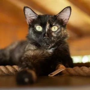 Sahara