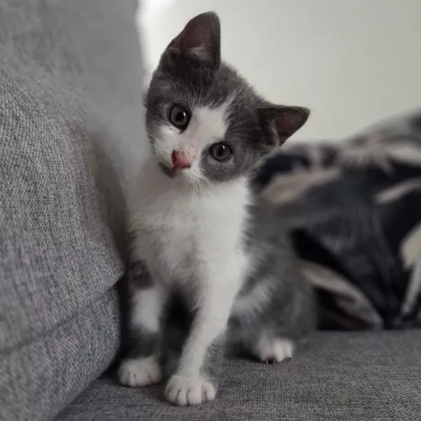 Ashoka