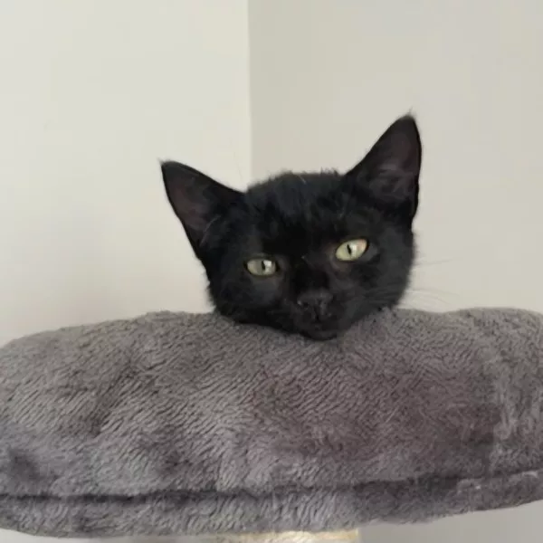Calypso