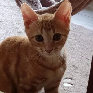 Oliver
