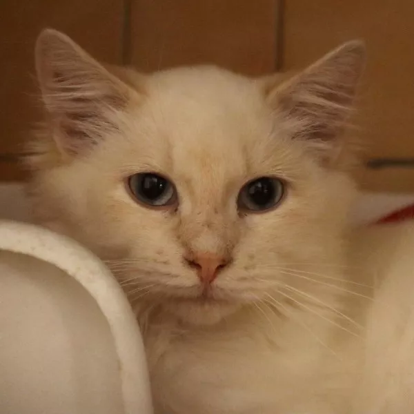 Olympe