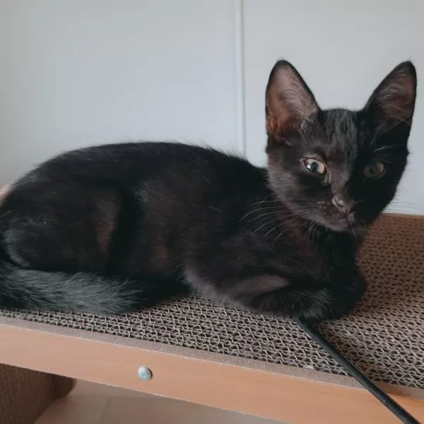 Swinga