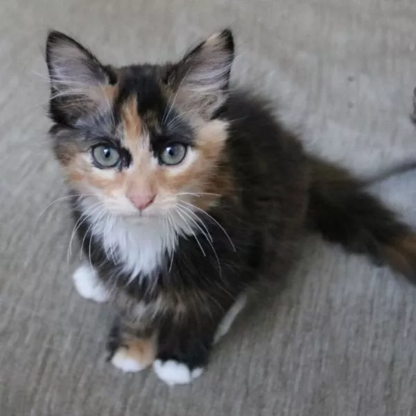 Vitanie  - Nous Ne Prenons Plus De Demandes Pour Ce Chat