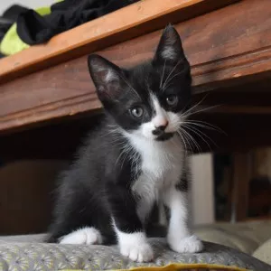 Scatcat