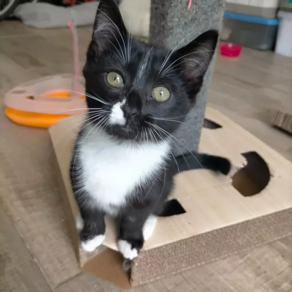 Maya