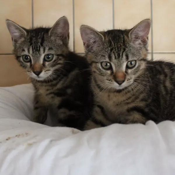 Sparky Et Jazz