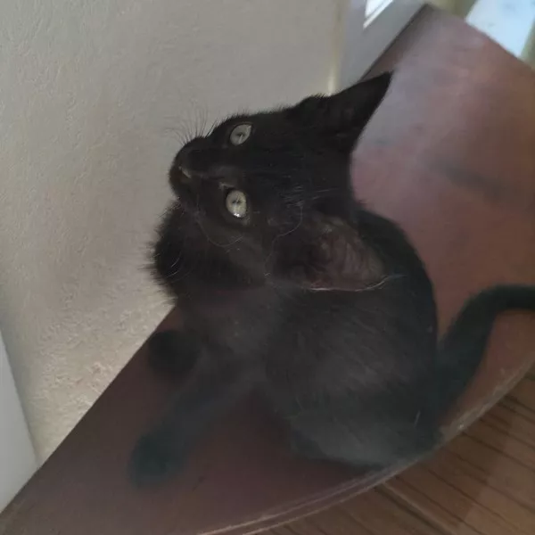 Dina