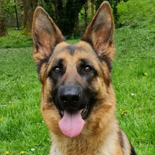 Testa