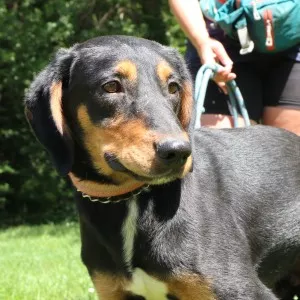 Oscar