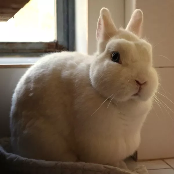 Binga