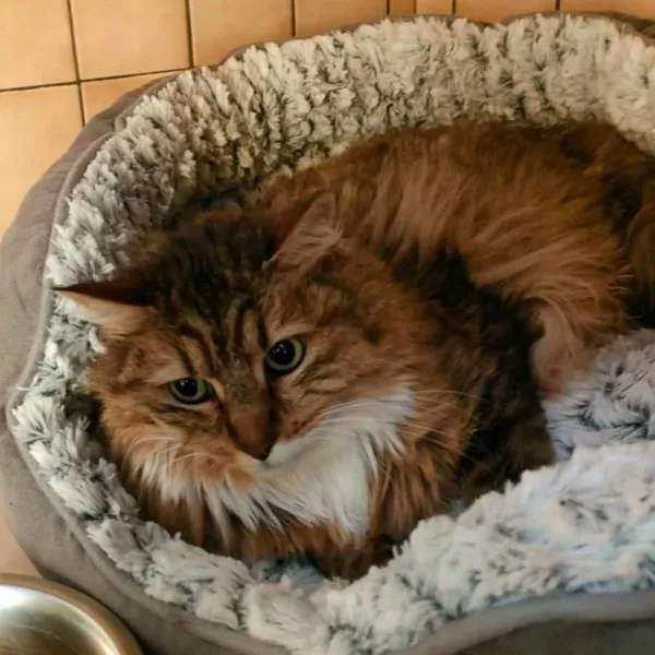 Bella