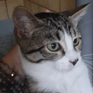Shiva