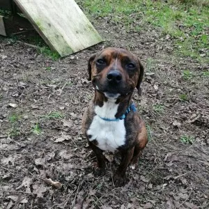 Rex