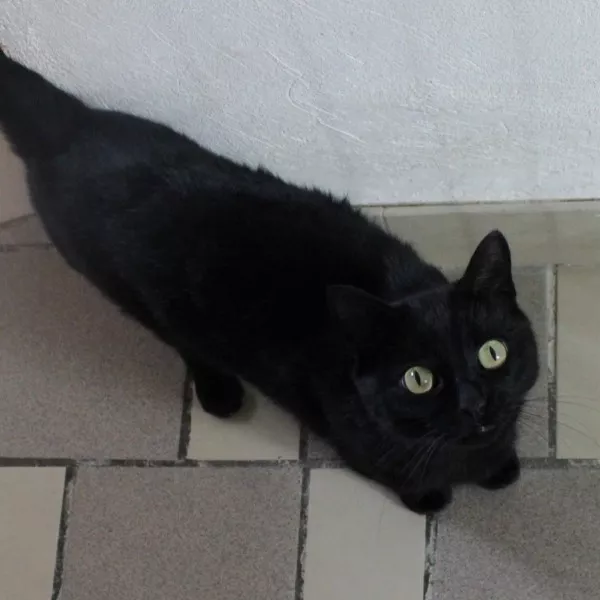 Nora