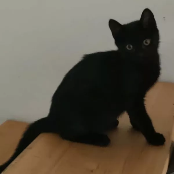 Tarzan