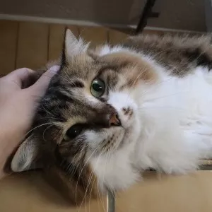 Lilo