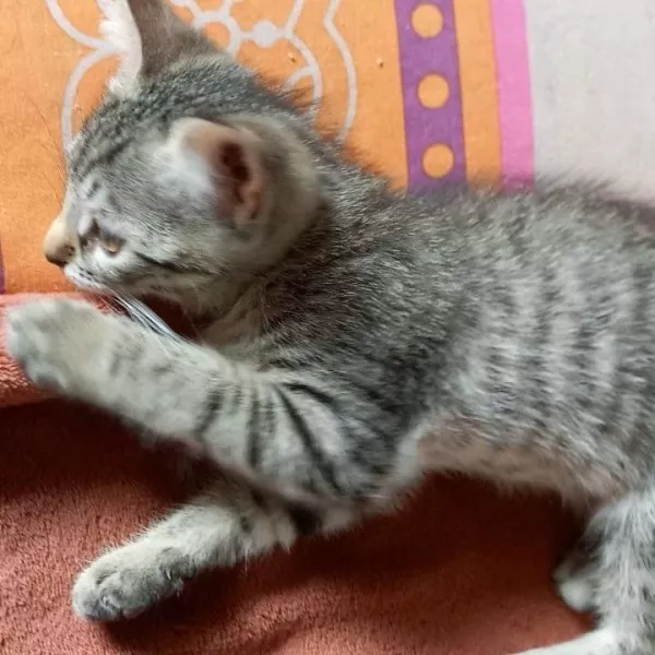 Noisette