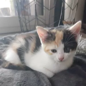 Penny