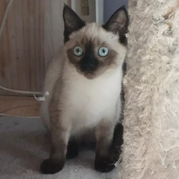 Lis