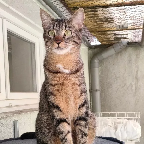 Câlin