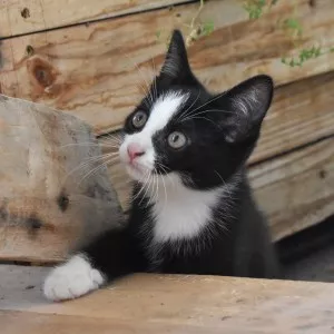 O'malley