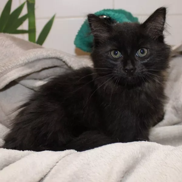 Bella