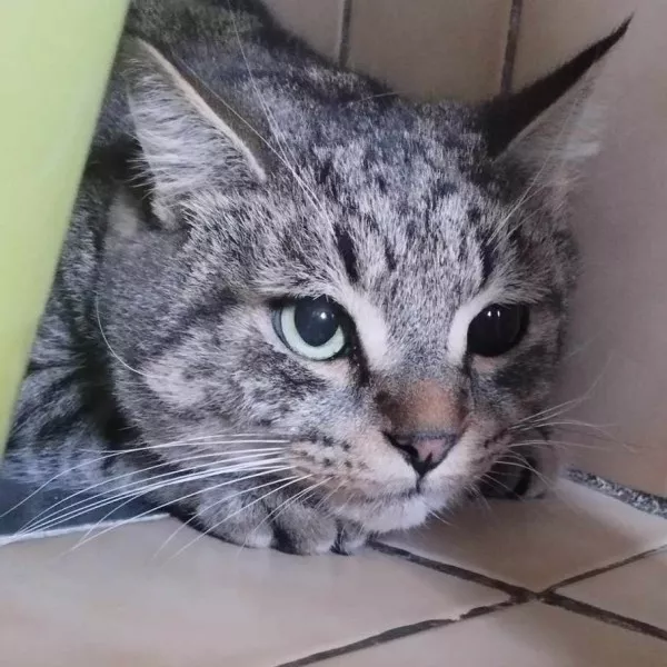 Patouche