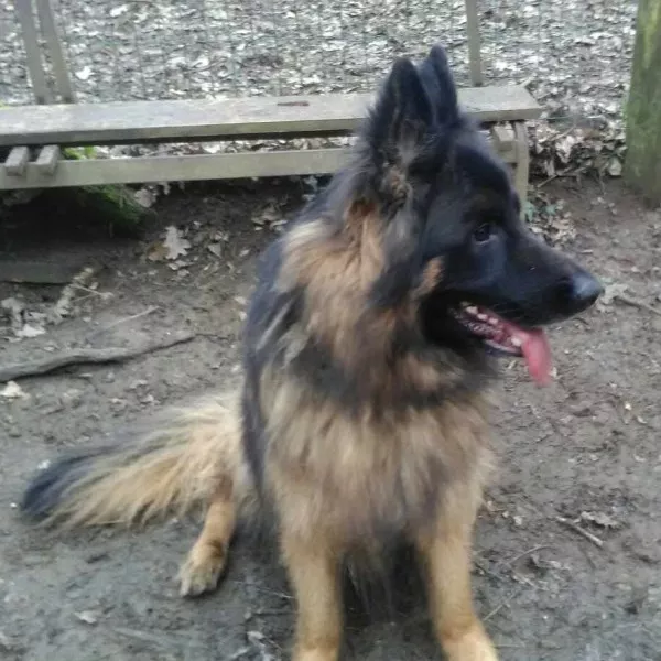 Ciro
