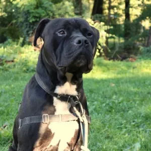 Simba