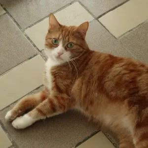 Kumkat