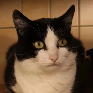 Légo