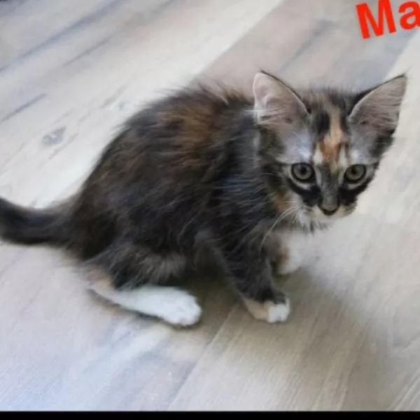 Maia