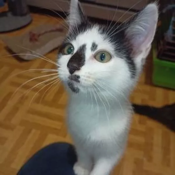 Gin