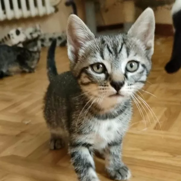 Choupi