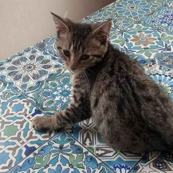 Biscuit